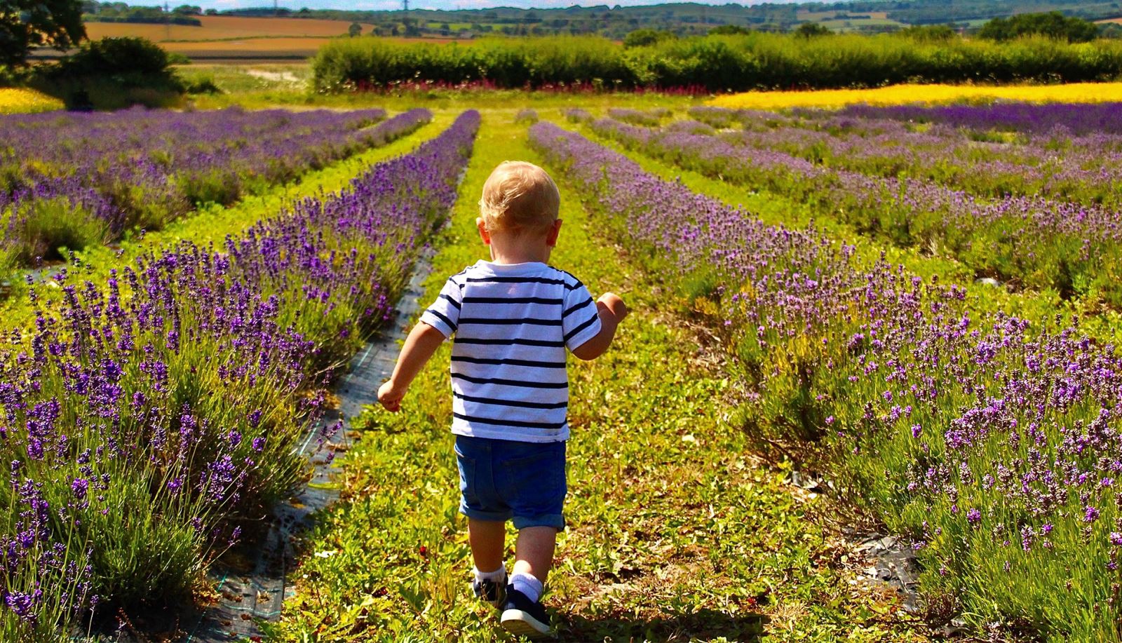 Boy running through lavender field at Selborne Lavender Farm